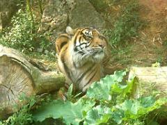 149 BIO PARC DE DOUE LA FONTAINE 4- 2016_000029